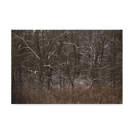 Kurt Shaffer Photographs 'Fresh Snow On The Branches' Canvas Art,16x24